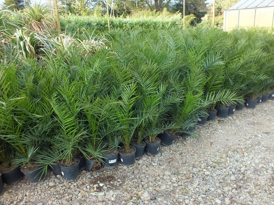 Datlovník kanárský 100-120 cm - Phoenix canariensis - datlovník fénixový