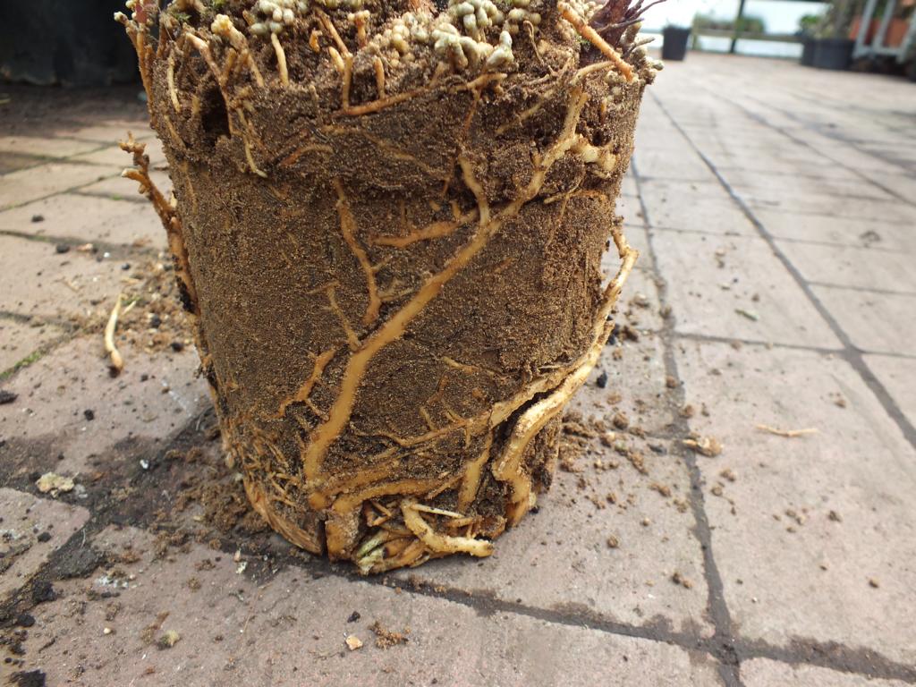 Cycas Revoluta Stamm 12-20 cm voll durchwurzelt Palmfarn ohne Blätter