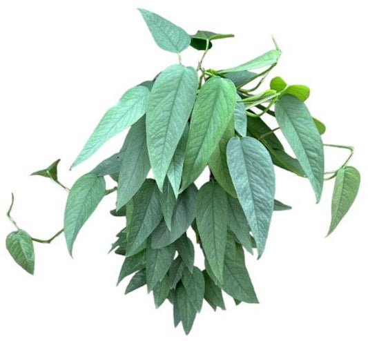 Epipremnum Cebu Blue na mechové tyčce - květináč Ø 15 / výška cca. 50 cm popínavá rostlina, snadno udržovatelná závěsná rostlina, pokojová rostlina