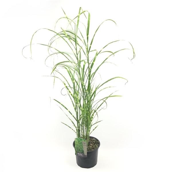 Miscanthus sinensis Zebrinus 30-50 cm Zebra-Chinaschilf Zebragras