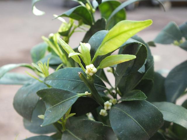 Citrus x junos - Yuzu 50-60 cm - Frostharte Zitrussorte bis -12°C - veredelt