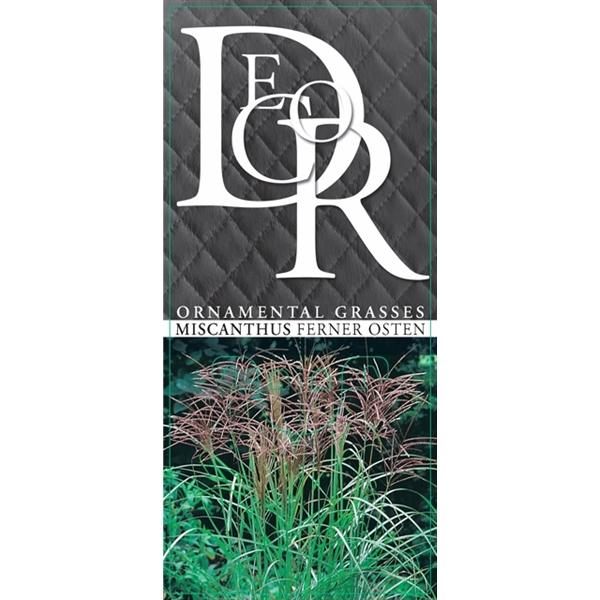 Miscanthus sinensis Dálný východ 30-50 cm Čínská stříbrná tráva