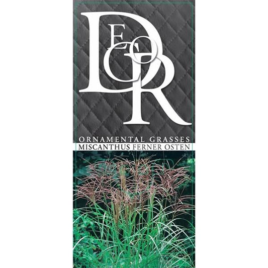 Miscanthus sinensis Ferner Osten 30-50 cm Chinaschilf