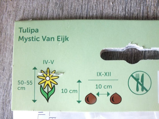 7 x cibule tulipánů Mystic Van Eijk - mrazuvzdorné rostliny do zahrady a na balkon - trvalky - do květináčů a záhonů