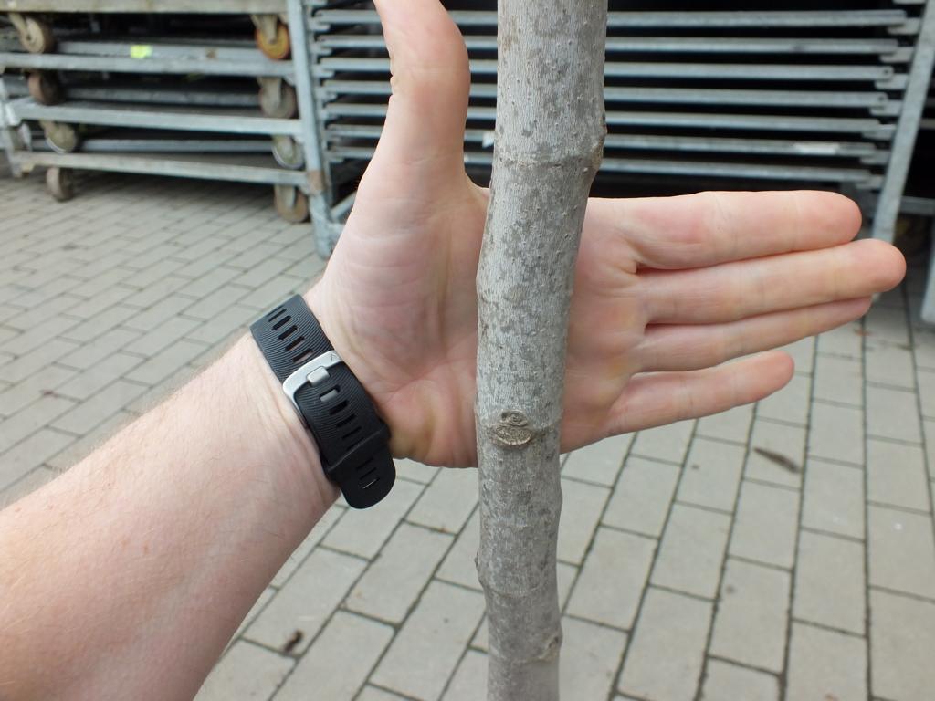 Feige Brown Turkey Baum 160-200 cm - Ficus carica 'Brown Turkey' -kräftiger Stamm - Feigenbaum