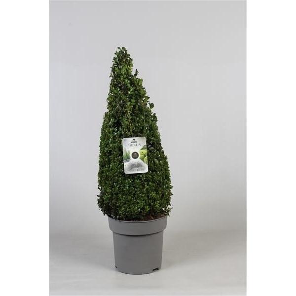 Pyramida z buxusu - Kužel 80 cm Buxus sempervirens