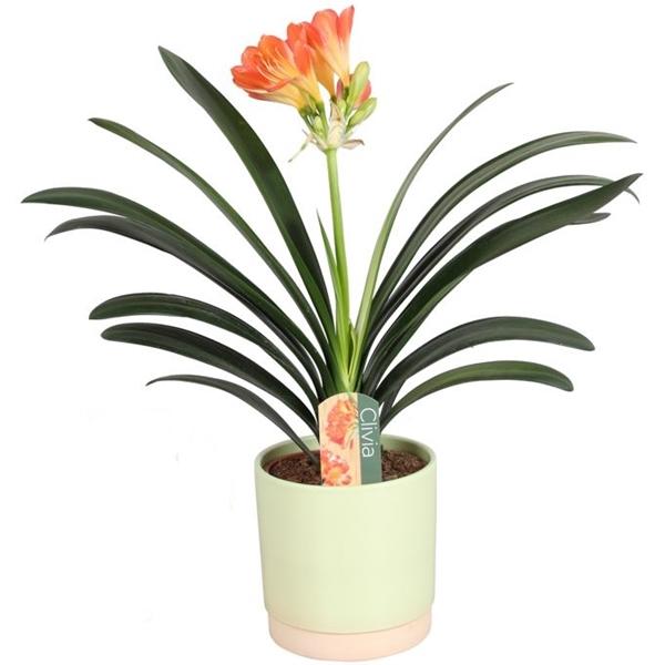 Clivia miniata - Klívie řemínková - Pokojová rostlina - Listnatá rostlina