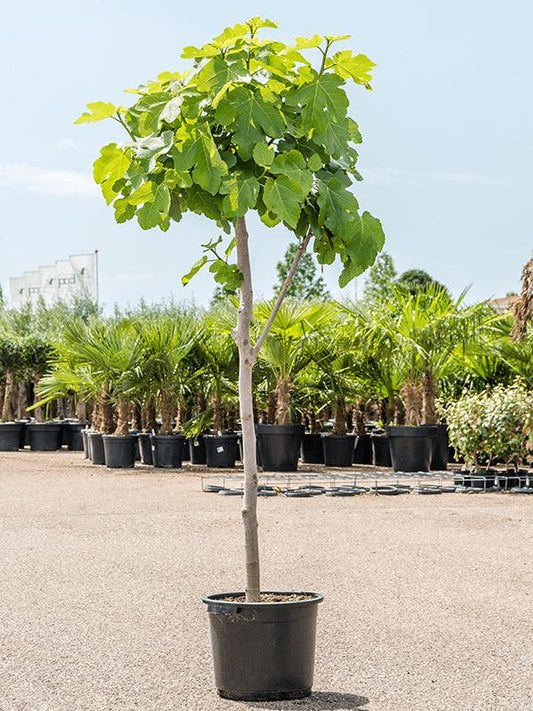 Feige Panache 180-200 cm - Ficus carica - Helle Feige -kräftiger Stamm - Feigenbaum