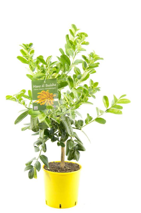 Buddhas Hand Pflanze 80 cm - Citrus medica  sarcodactylis - Zitronenbaum