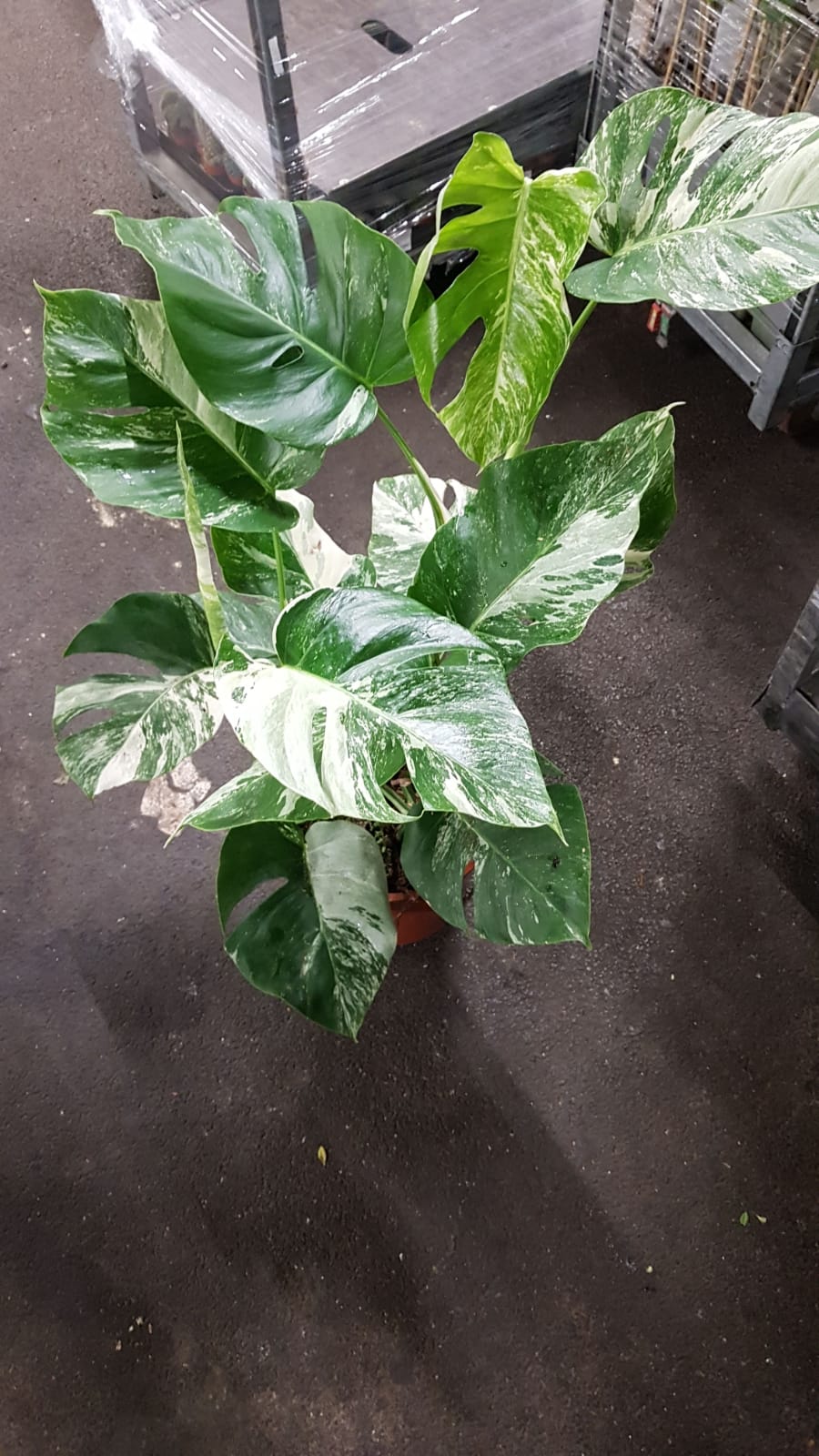 Monstera deliciosa Variegata  Rarität - absolut selten