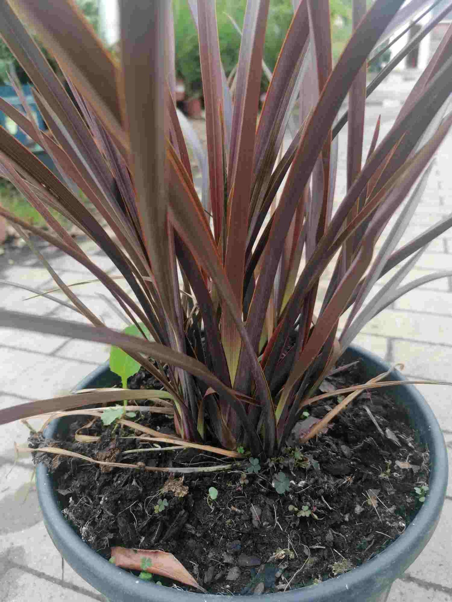 Roter Neuseeländer Flachs - Phormium Special Red 60-80 cm - Pflanze - Frosthart