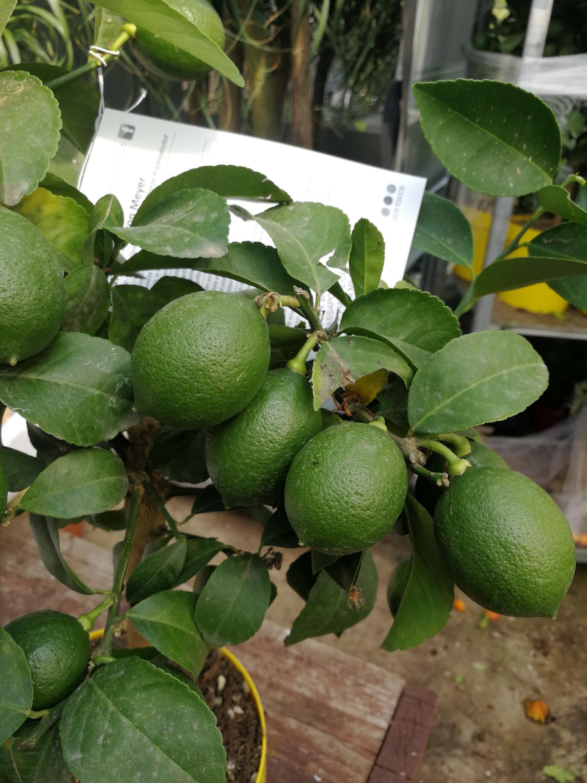 Zitronenbaum Meyer -Lisa- 70-80 cm mit kleinen Früchten Citrus Meyer Lemon