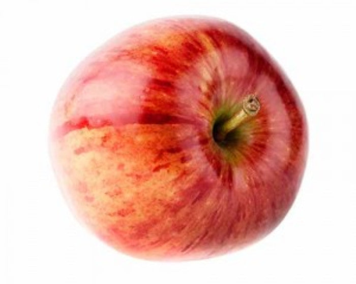 Malus Domestica Cox Orange Pippin 100-120 cm jabloň - poloviční standard - pěstovaná v květináči