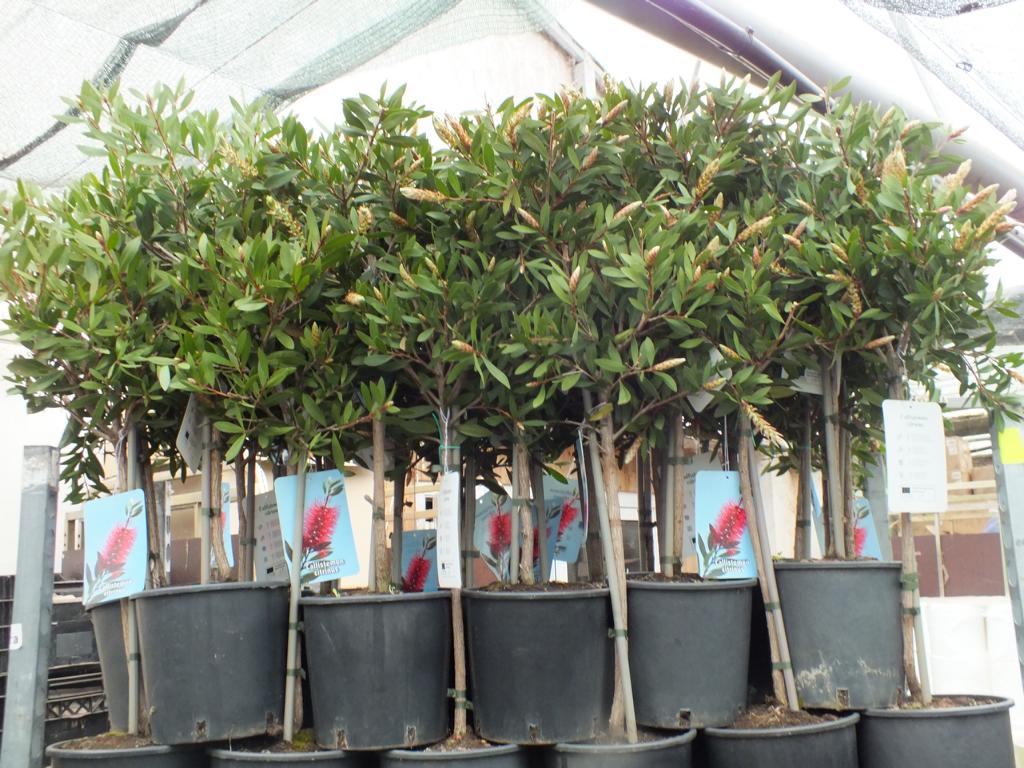 Karmínově červená válcová sádrová - Callistemon Splendens Stonek 80-100 cm - Rostlina v květináči