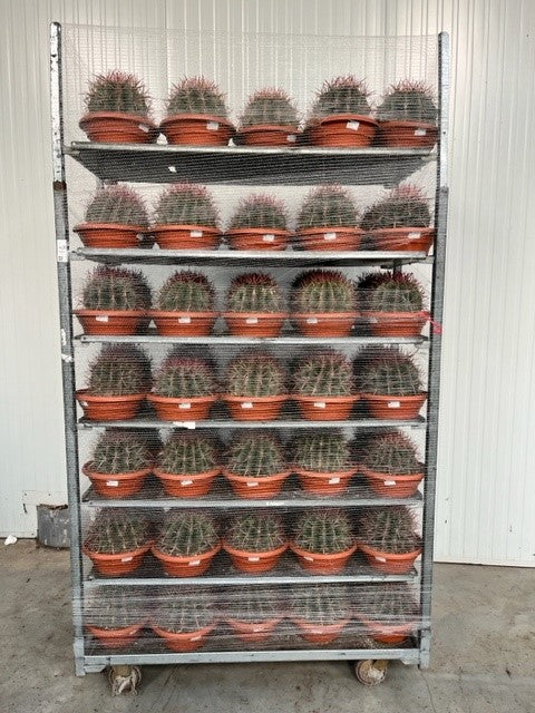 Ferocactus stainesii Ø 25-30 cm - eindrucksvoller Kaktus - Kakteen