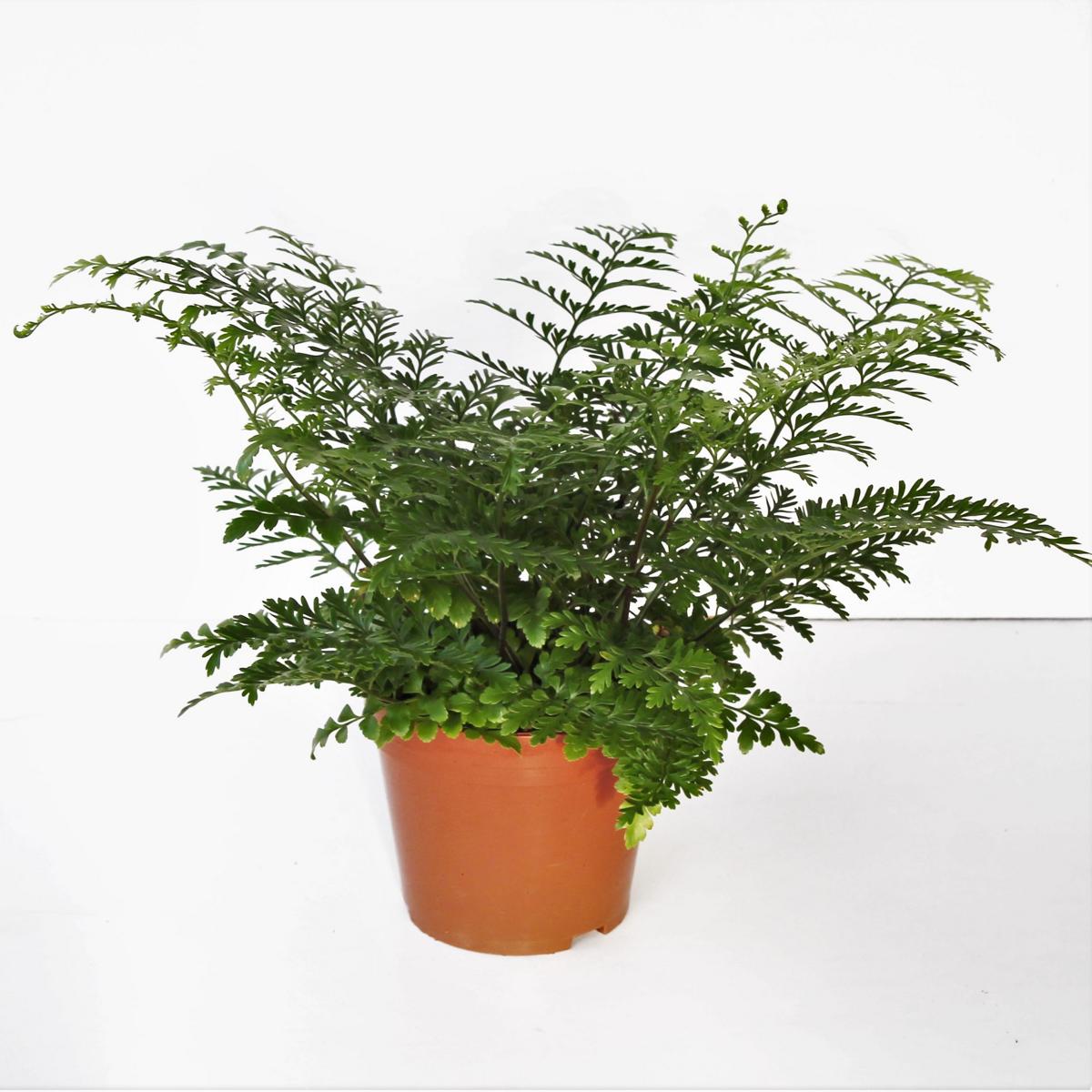 Asplenium 'Parvati' - Nestfarn - Streifenfarn - Grünpflanze