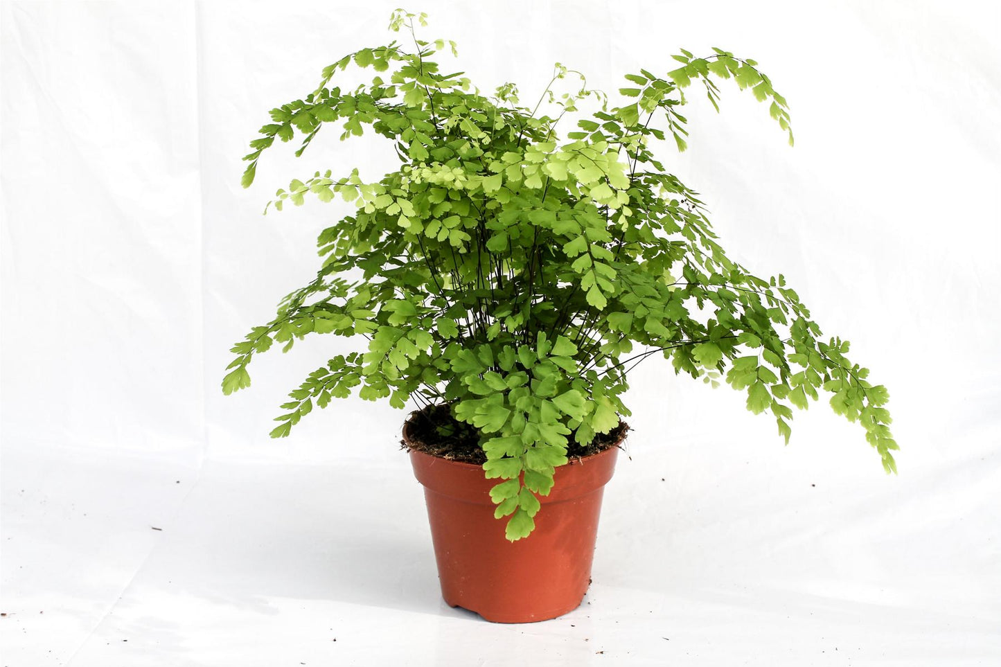 Adiantum raddianum Fragrans Maidenhair Fern Venus Hair Pokojová rostlina