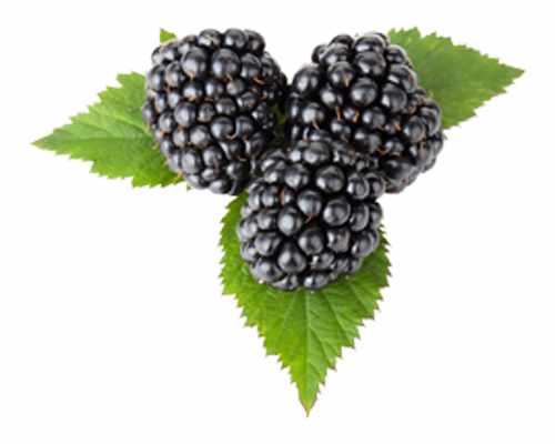 Brombeere 'Loch Ness' - Rubus frut. 'Loch Ness' 60-70 cm