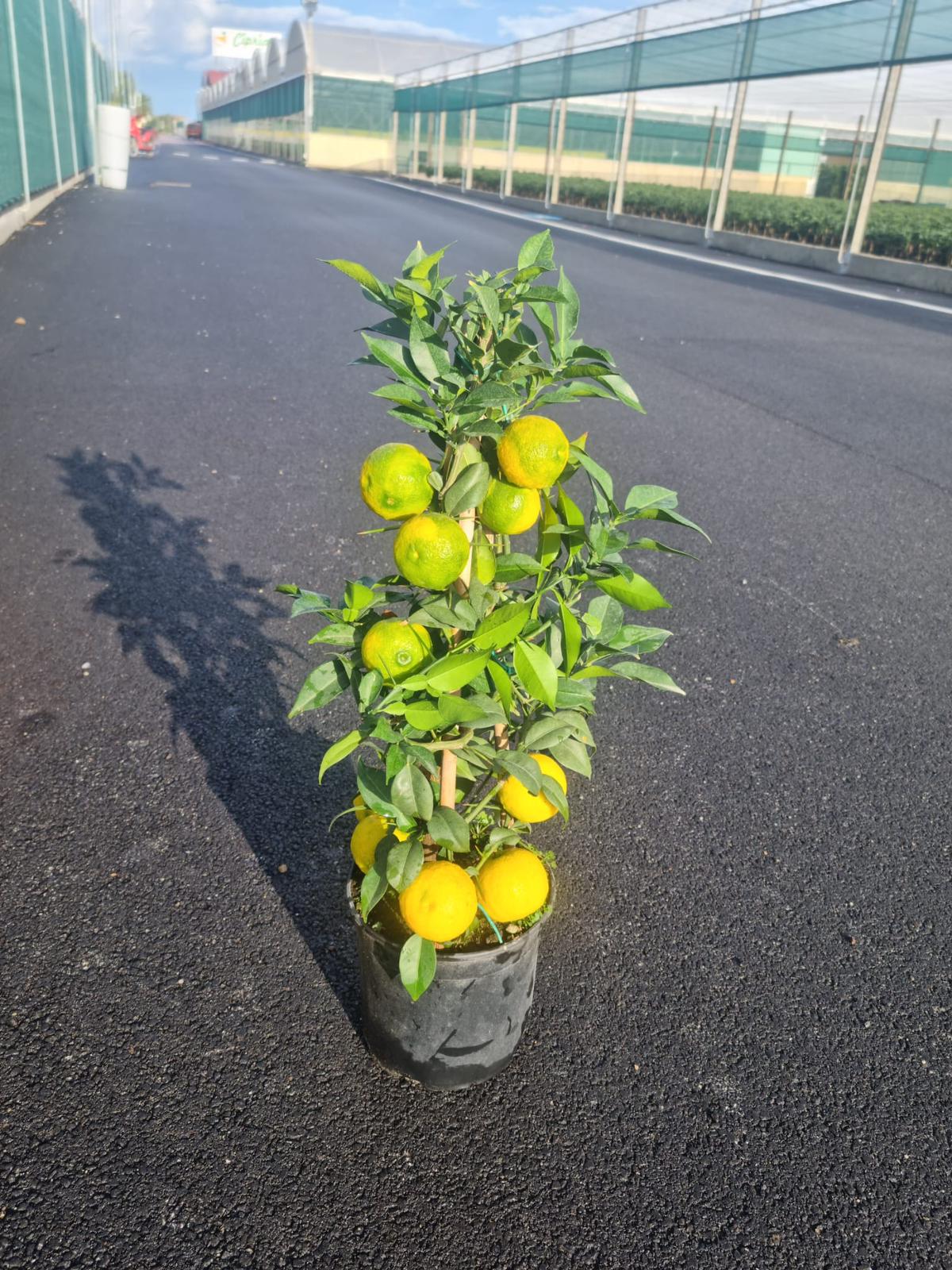 Citrus x junos - Yuzu 50-70 cm MIT FRÜCHTEN - Frostharte Zitrussorte bis -12°C - veredelt