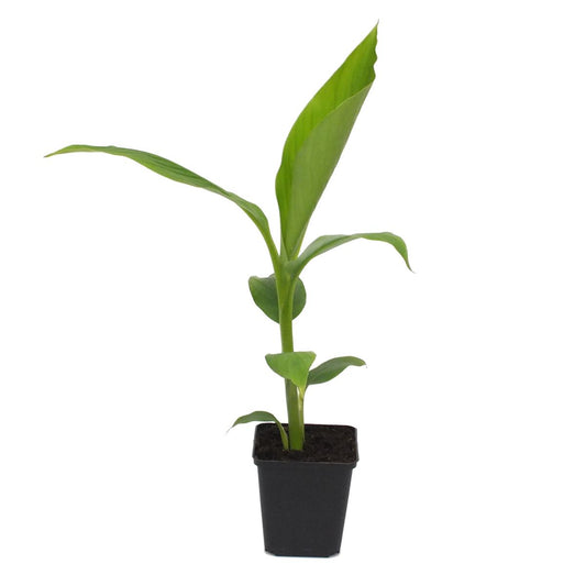 Musa basjoo - winterharte Banane