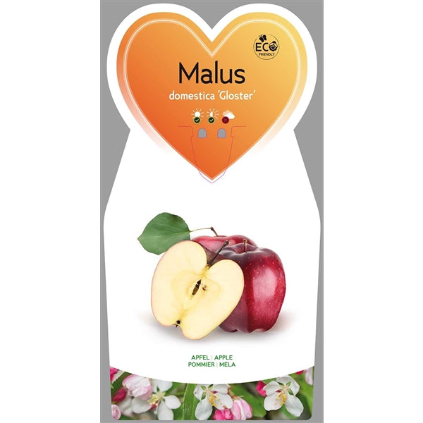 Malus domestica Gloster (69) - Zimní jabloň - Jabloň