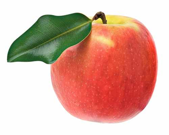 Malus Domestica Jonagold Apfelbaum Apfel Jonagold Blumen-Senf® –