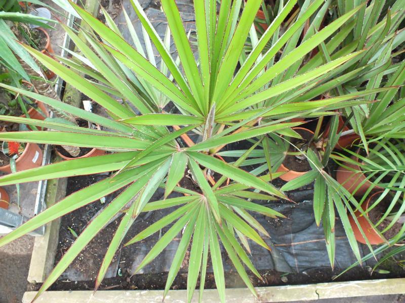 Latania lontaroides cca. 100 cm - Red Latania Palm - Fan Palm - Listová rostlina