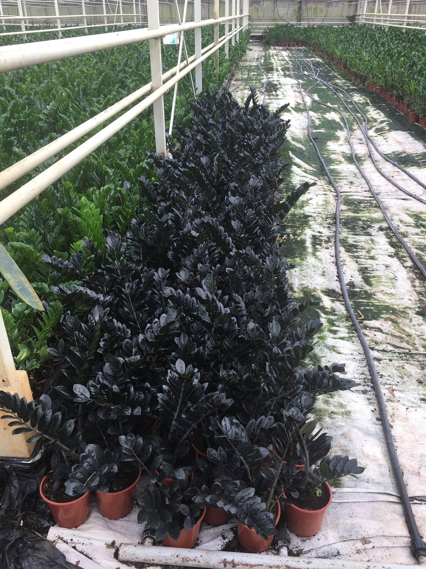 Zamioculcas Raven 70-80 cm - Černý Zamioculcas - Pokojová rostlina