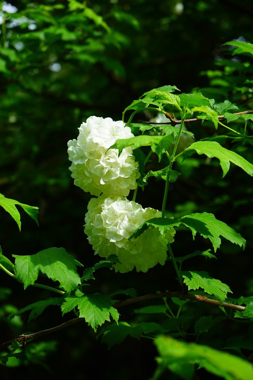 Viburnum opulus 'Roseum' - Gefüllter Schneeball / Echter Schneeball 'Roseum'
