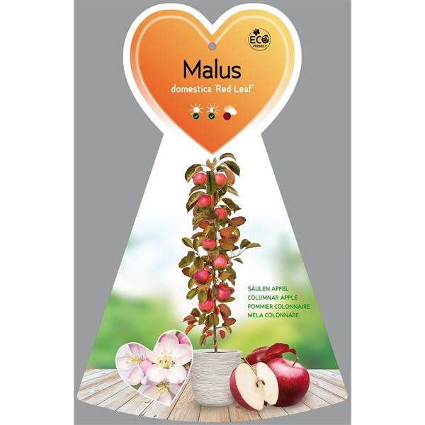 Säulenapfel Malus 'Red Leaf' ca. 120 cm Herbstapfel 'Red Leaf'