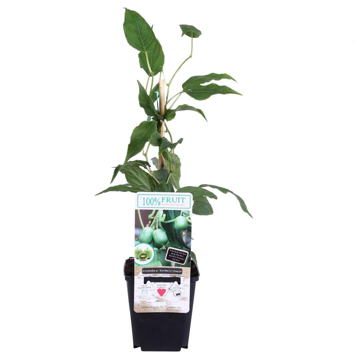 Kiwi Pflanze 30 cm Actinidia deliciosa - Chinesische Stachelbeere