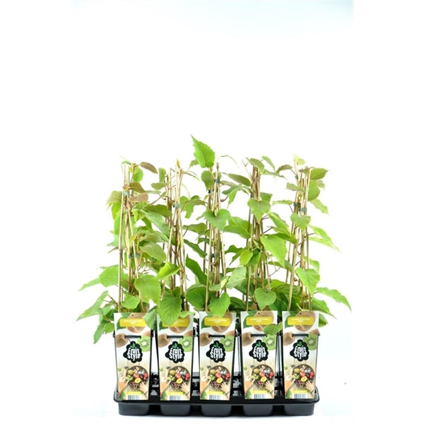 Kiwi rostlina 30 cm Actinidia deliciosa - čínský angrešt