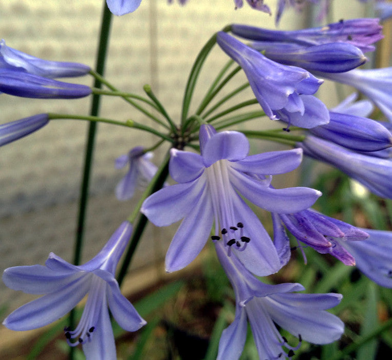 Agapanthus - Schmucklilie - Liebesblume - Kübelpflanze