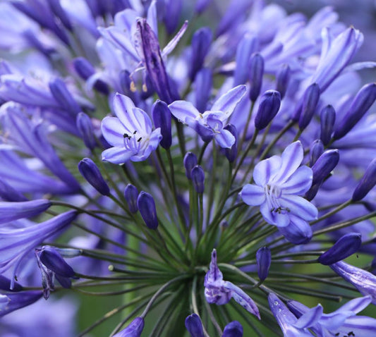 Agapanthus - Schmucklilie - Liebesblume - Kübelpflanze