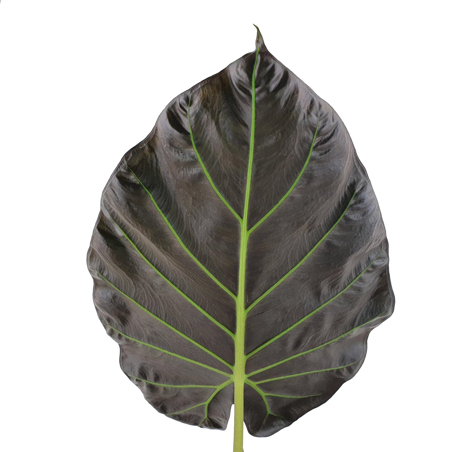 Alocasia Regal Shields - Elefantenohr - Zimmerpflanze - Grünpflanze