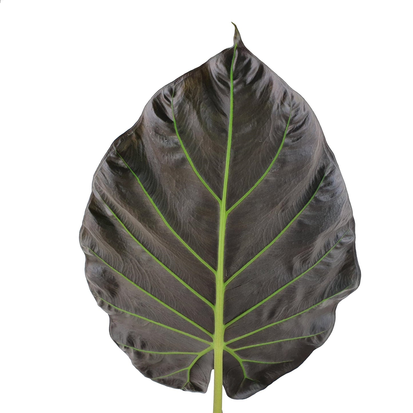 Alocasia Regal Shields - Sloní ucho - Pokojová rostlina - Listnatá rostlina