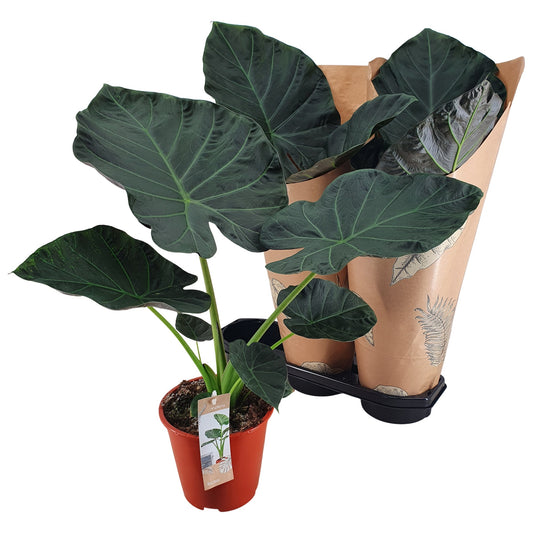 Alocasia Regal Shields - Sloní ucho - Pokojová rostlina - Listnatá rostlina