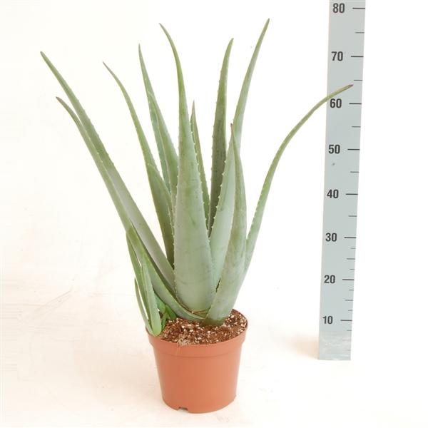 Aloe Vera Pflanze - echter Aloe Vera - Zimmerpflanze