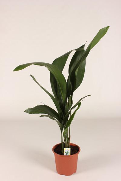 Aspidistra elatior, ševcovská palma, řeznická palma, štítovec, pokojová rostlina