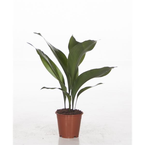 Aspidistra elatior, ševcovská palma, řeznická palma, štítovec, pokojová rostlina