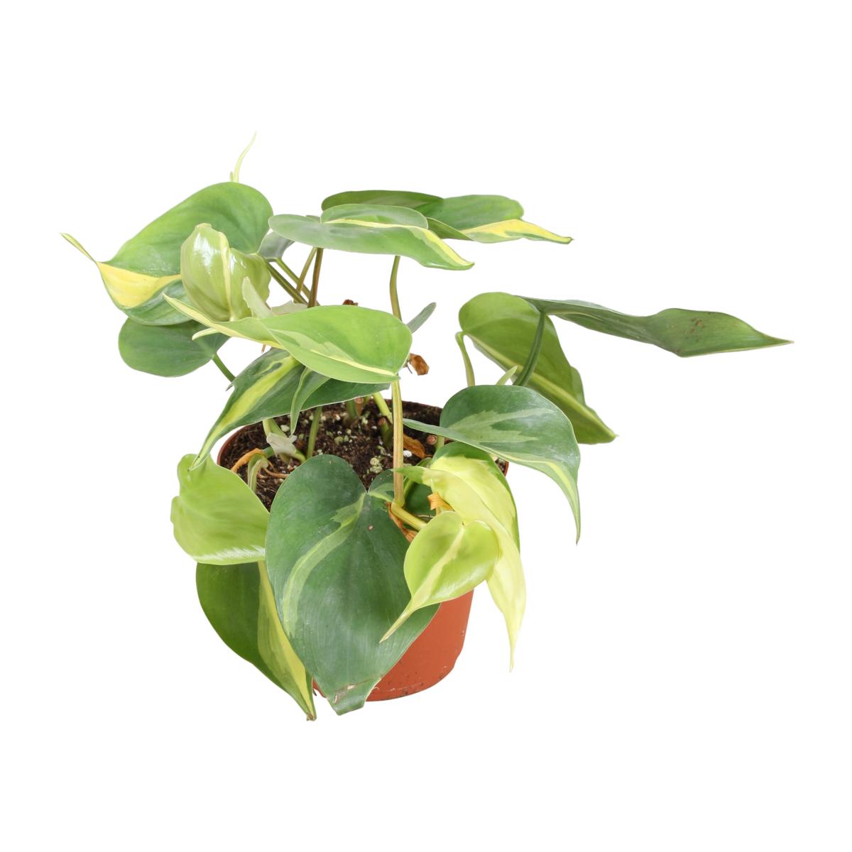 Philodendren - Philodendron - Baumfreund - grünes Paradies im Wohnzimmer