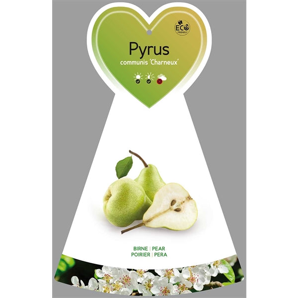 Hrušeň obecná - Pyrus communis 'Delicious of Charneux' - Hrušeň obecná