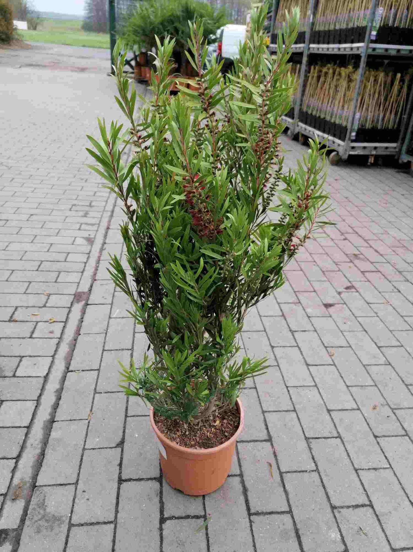 Karmínový kartáč na láhve Callistemon Capitan Cook - Hrnková rostlina