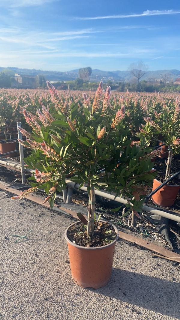Karmínově červená válcová sádra - Callistemon splendens - květináčová rostlina