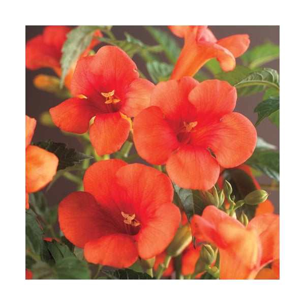 Trompetenblume Campsis Kletterpflanze