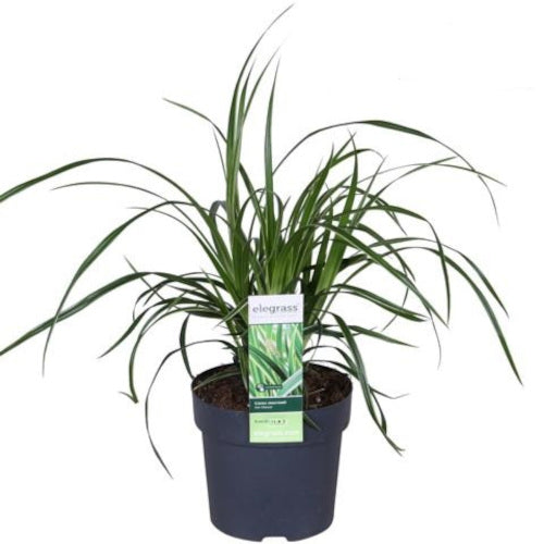 Carex - okrasná tráva - mořské řasy - mrazuvzdorná - čeleď kyselotravin