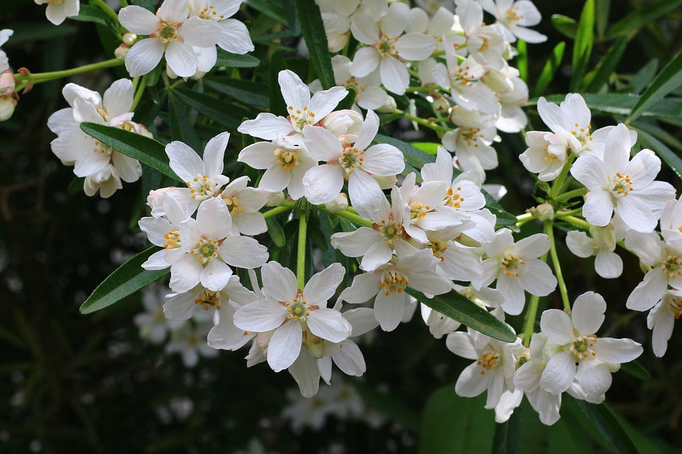Choisya ternata - Orangenblume - immergrüner Kleinstrauch