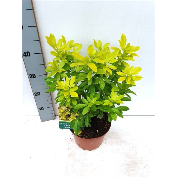 Choisya ternata - Orangenblume - immergrüner Kleinstrauch