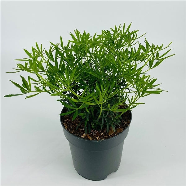 Choisya ternata - Orangenblume - immergrüner Kleinstrauch