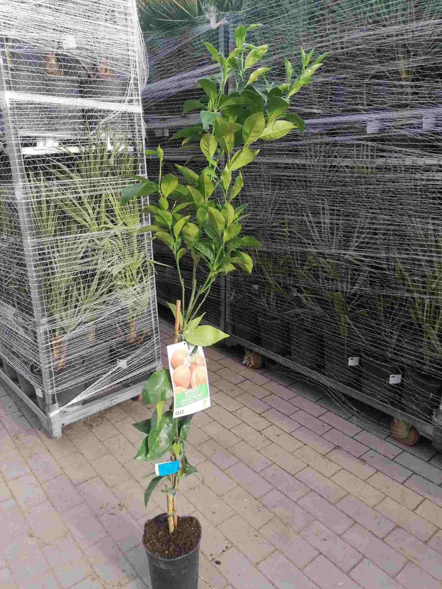 Citrus sinensis - echte Orange - Apfelsine - Orangenbaum - Zitruspflanze